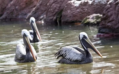 Birdwatching Tourism: Tips to Enjoy and Protect Nature