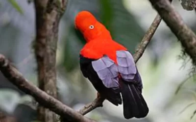 Native Birds of Peru: A Natural Treasure to Discover