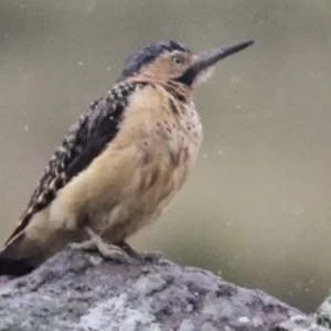 Mau Road & Machu Picchu