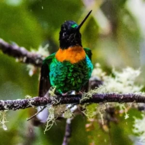 Machu Picchu, Manu & Amazon