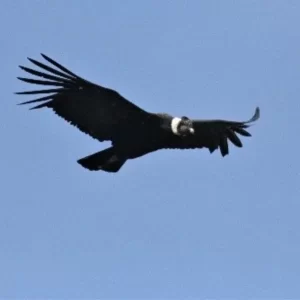 Cusco Highlands,Manu & Amazon