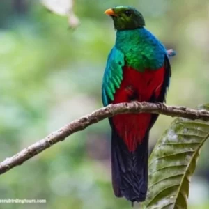 Machu Picchu & Marvelous Spatuletail
