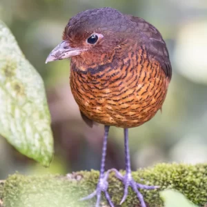 Birdig Ecuador Jewels