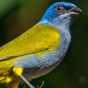 Birding Choco, Cloud forest & Paramo