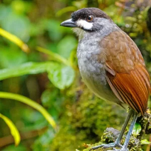 Birding Ecuador Endemics