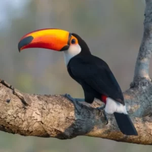 Birding Bolovia Jewels