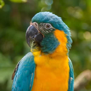 BLue-throated Macaw & Endemics