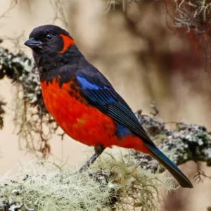 Bolivia Birding for Endemics