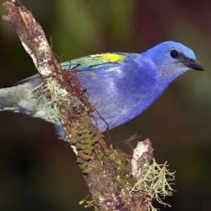 Birding Intervales & Ubatuba