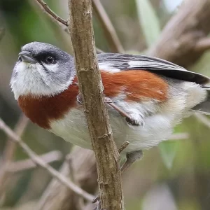 Birding Brazil Intervales, Iguazu Falls & Pantanal