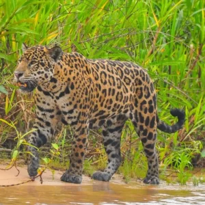 Brazil Pantanal & Jaguar
