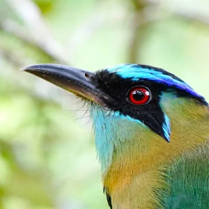 Birding Cloudforest highlights